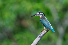 站在细木条上的蓝色翠鸟摄影图片